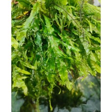 Папороть таїландська Форк ліф (Microsorum pteropus Fork Liaf)